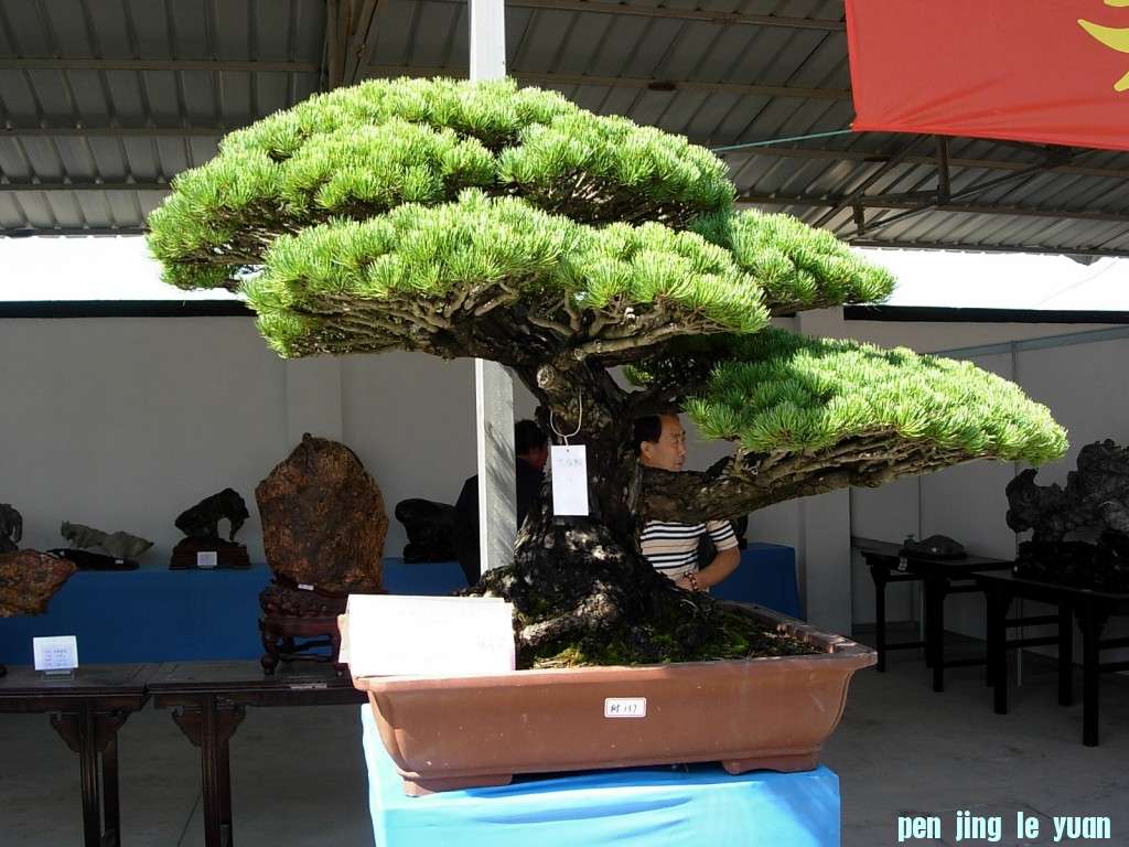 conew_dscn8332.jpg