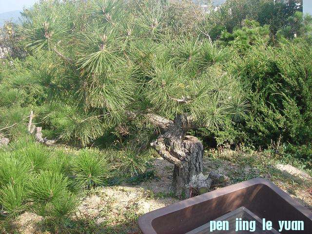 DSC06679.JPG