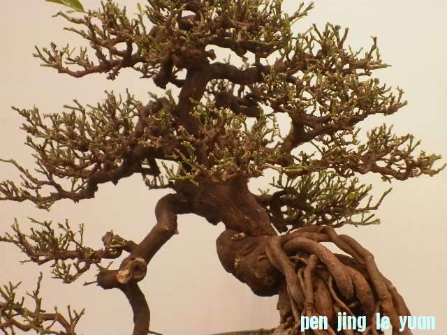 P1000106.JPG