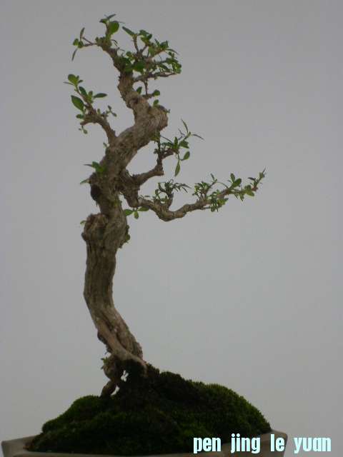 P1000132.JPG