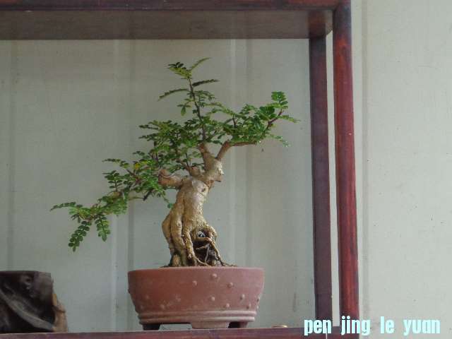 DSC00029.JPG