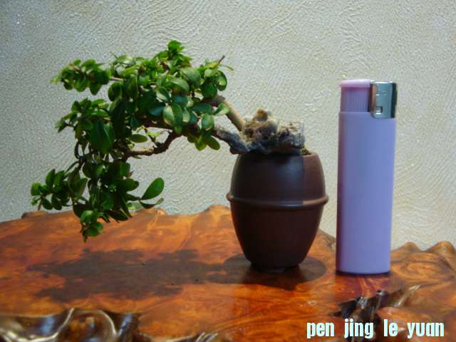 DSC00664.JPG