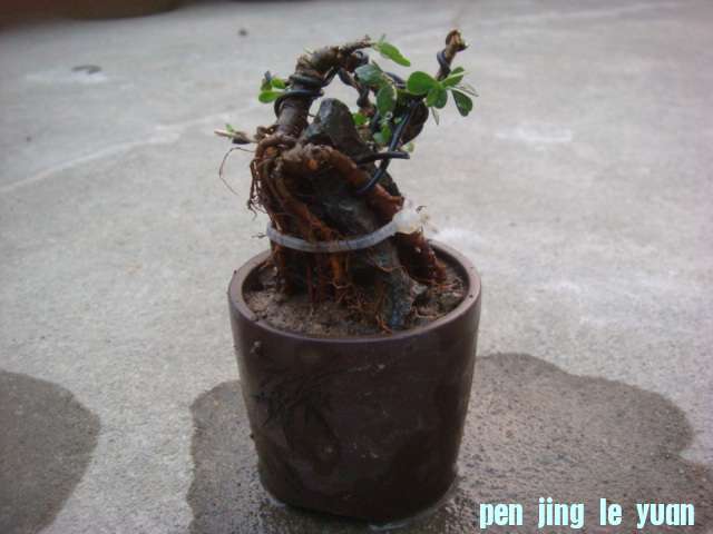 DSC05126.JPG