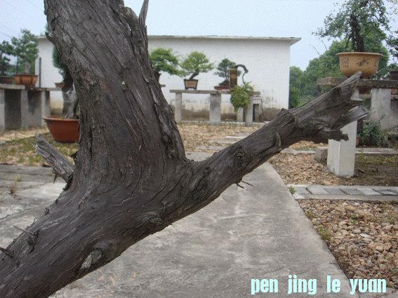 DSC06184.gif