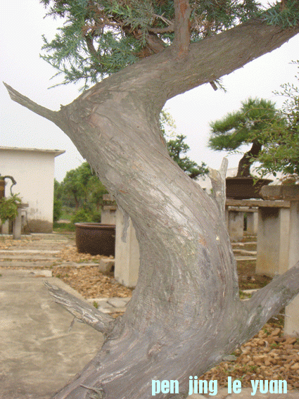 DSC06185.gif