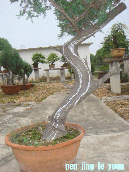 DSC06189.gif