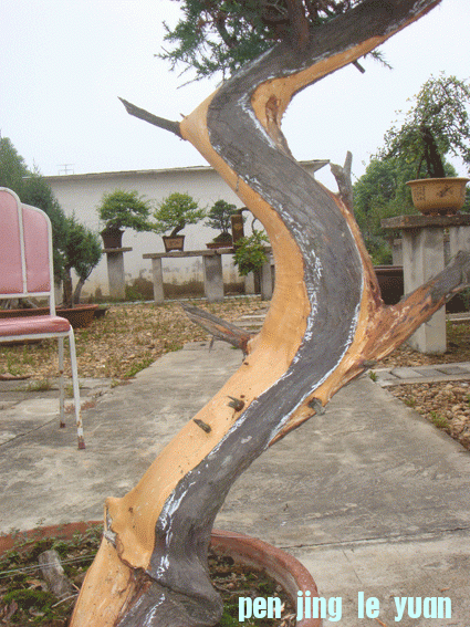 DSC06193.gif