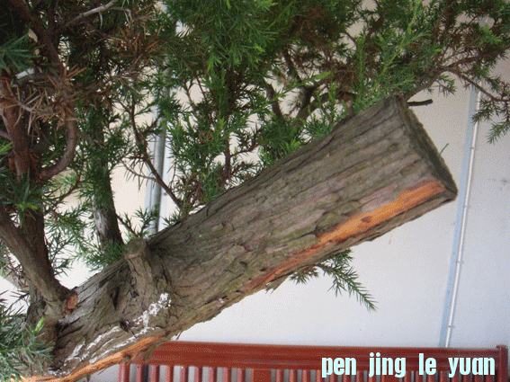 DSC06196.gif