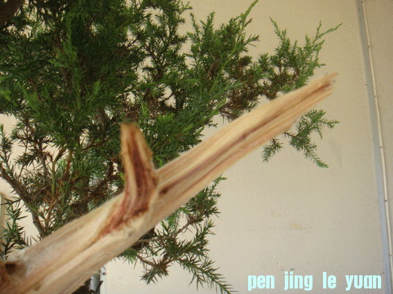 DSC06199.gif