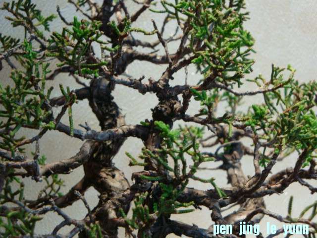 DSC00650.JPG