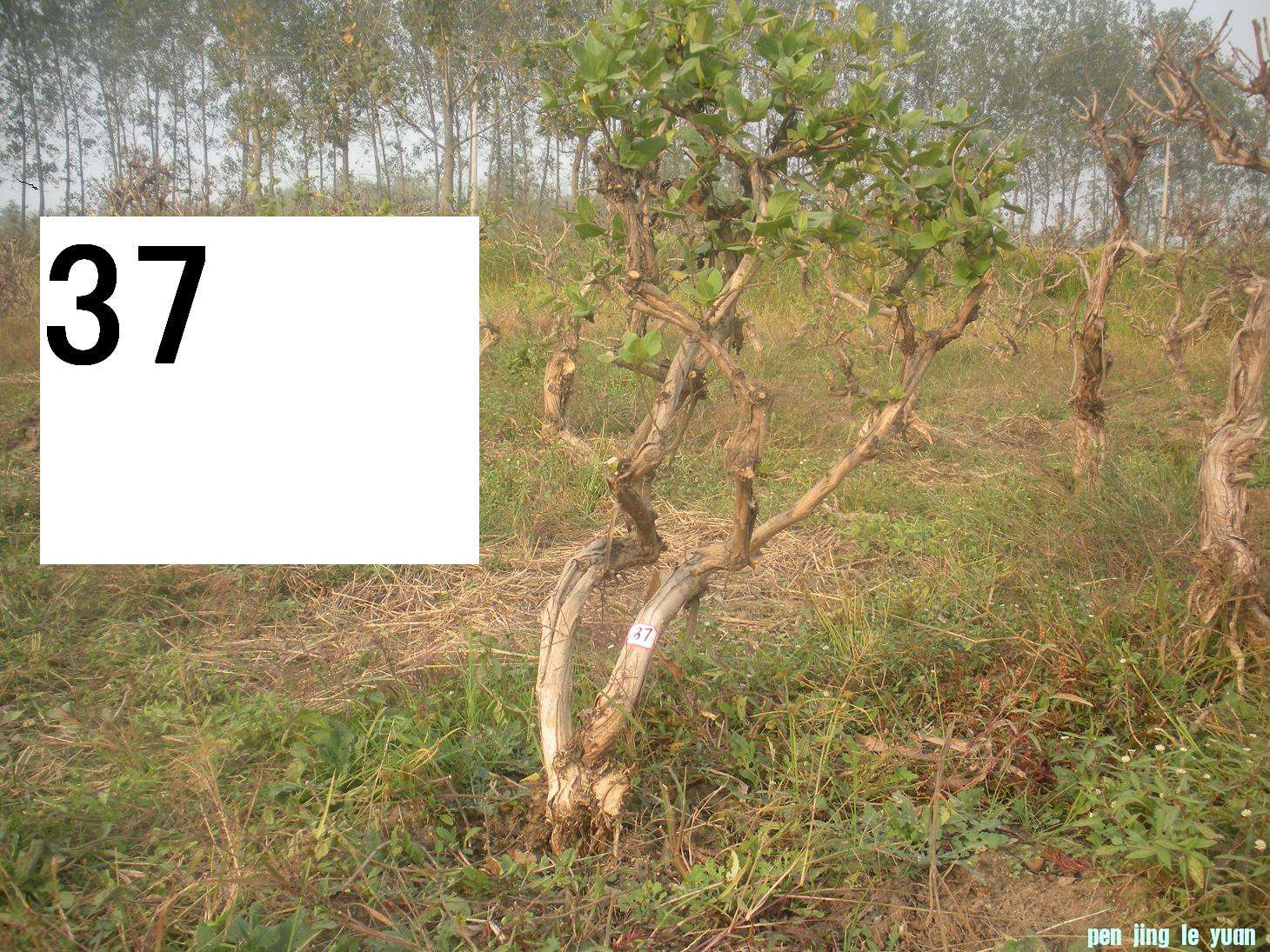 Ƭ 039.jpg