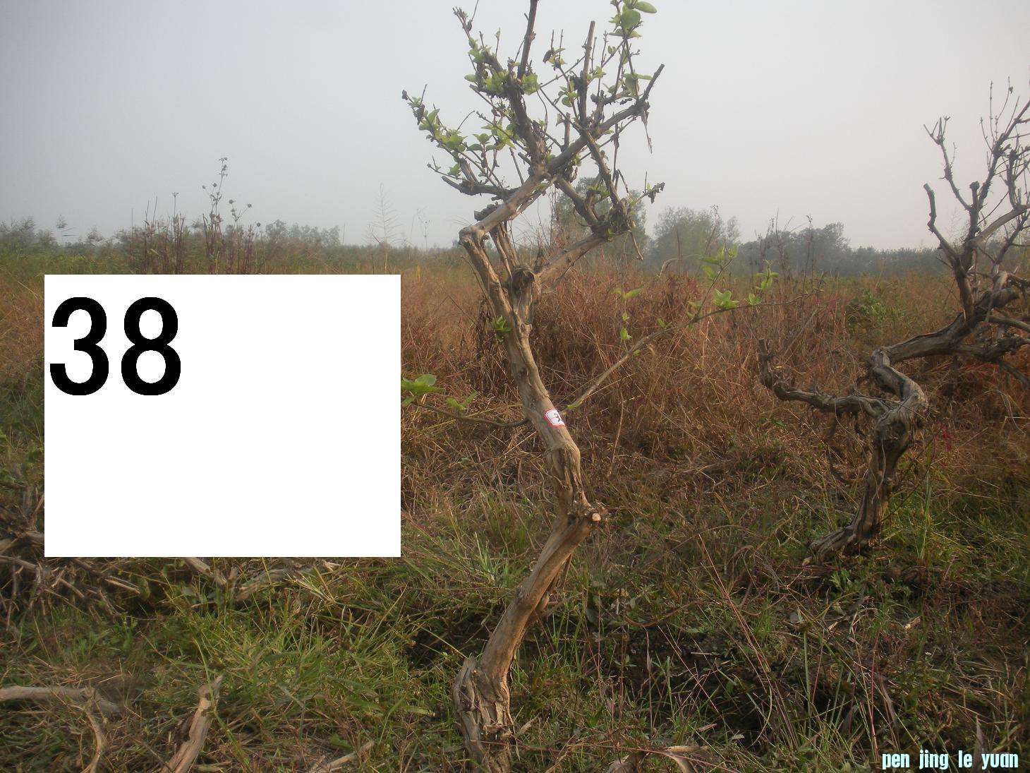 Ƭ 040.jpg