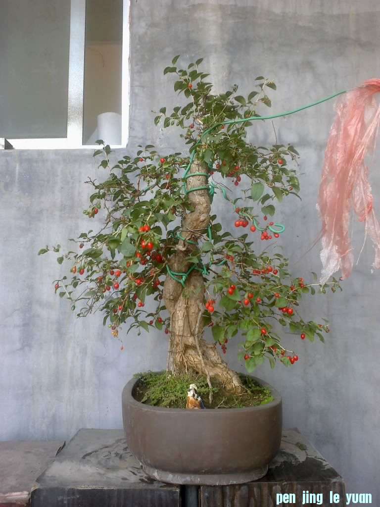 20121010080.jpg