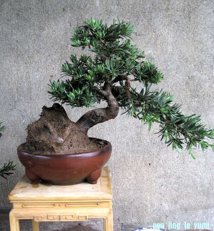 Ƭ 14481.jpg
