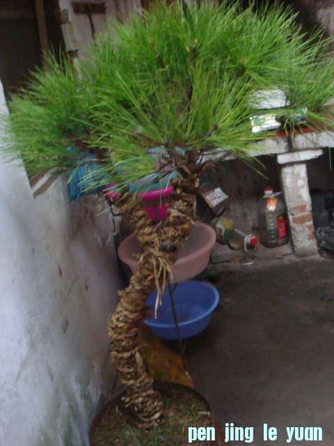DSC02799.JPG