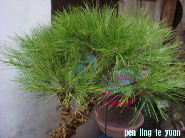 DSC02800.JPG