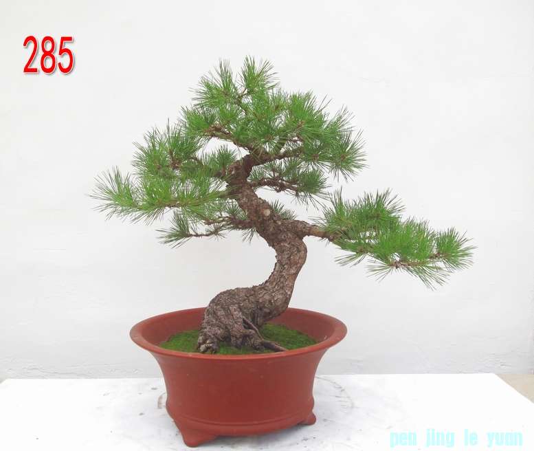    60CM.jpg