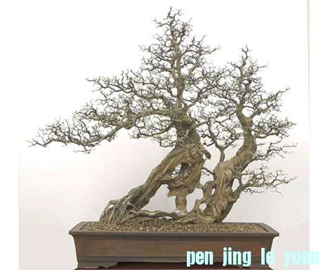 psuCAN12GCG.jpg