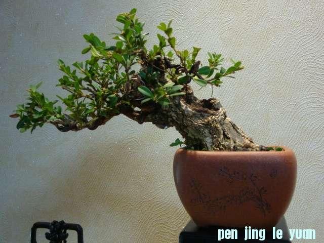 DSC00680.JPG
