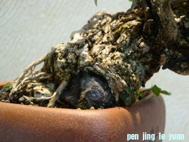 DSC00682.JPG