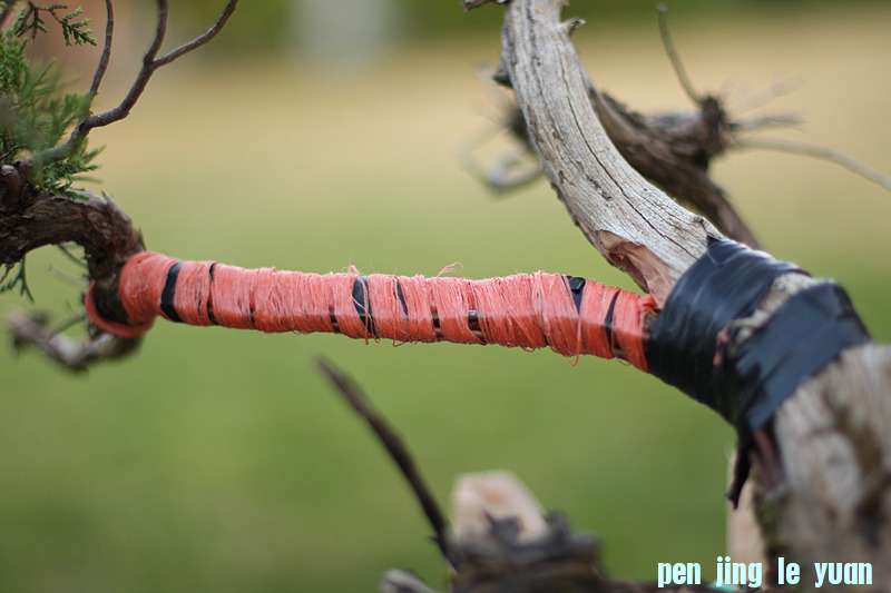 SpineAppliedandSecondWrap.jpg