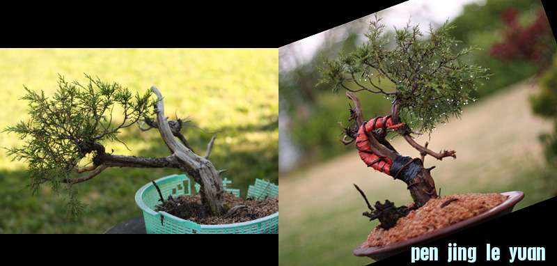 beforeafter.jpg