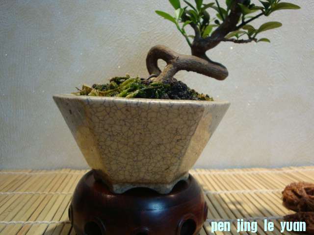 DSC00690.JPG