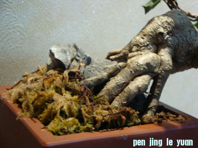 DSC00750.JPG