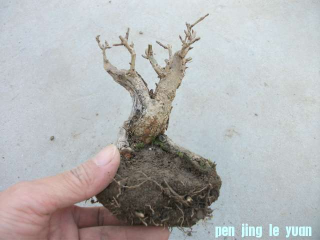 Ƭ 005.jpg