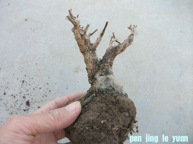Ƭ 006.jpg