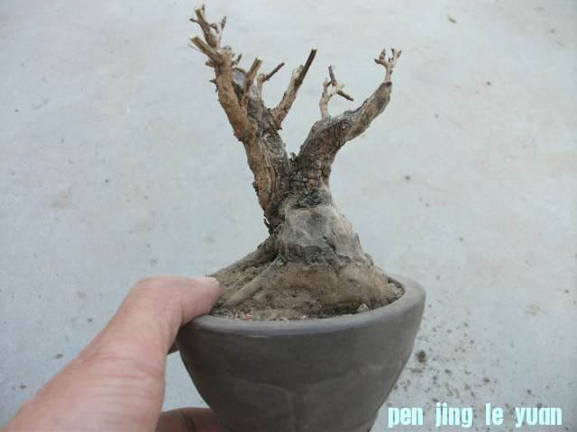 Ƭ 008.jpg