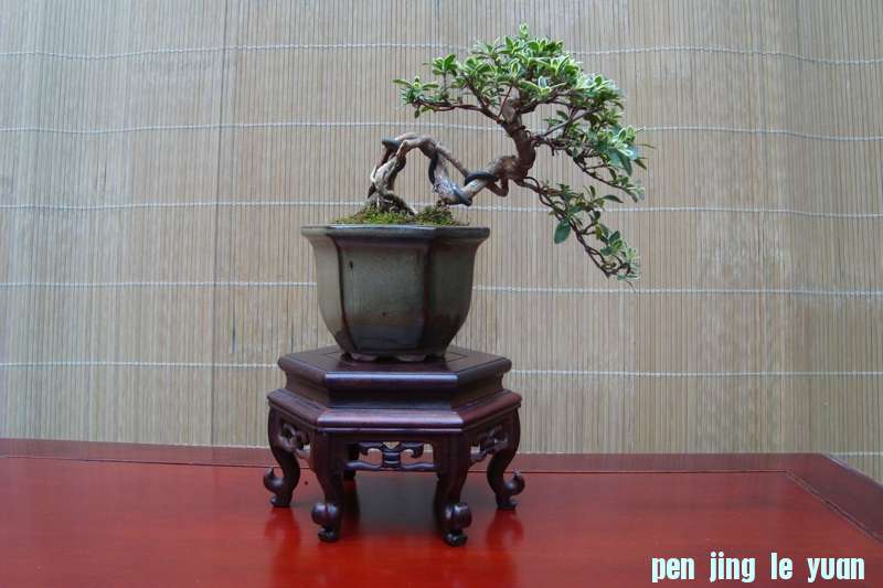 DSC08008.jpg