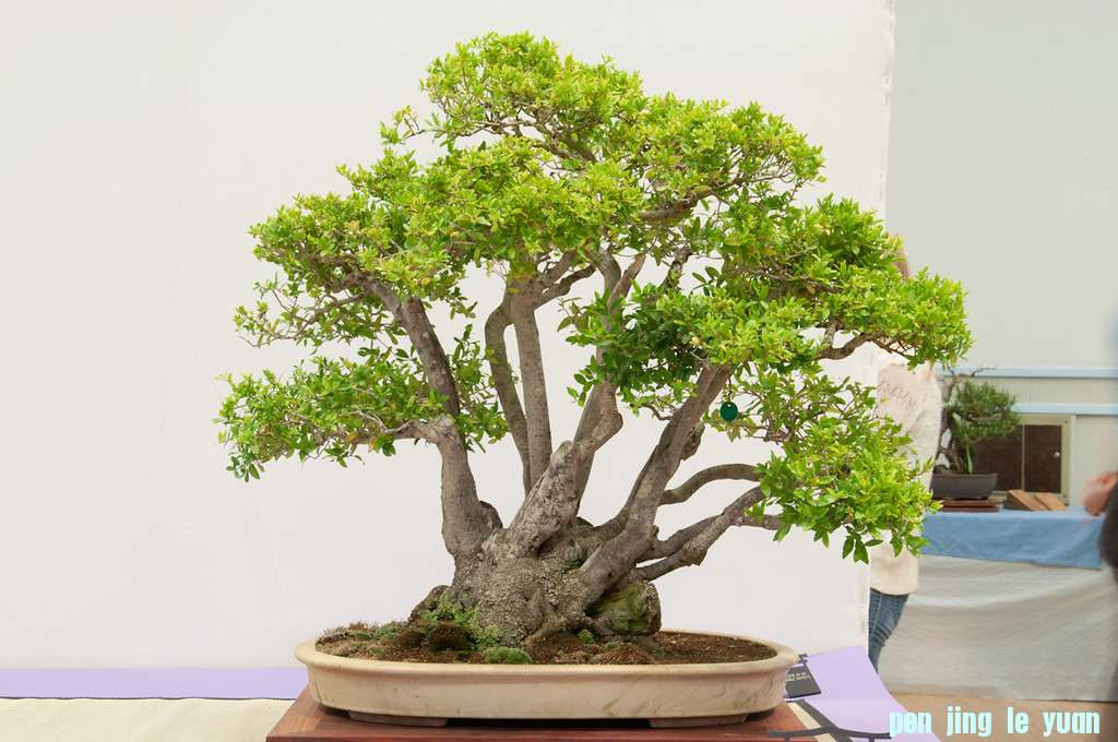 20120826-52-REBS-XL.jpg