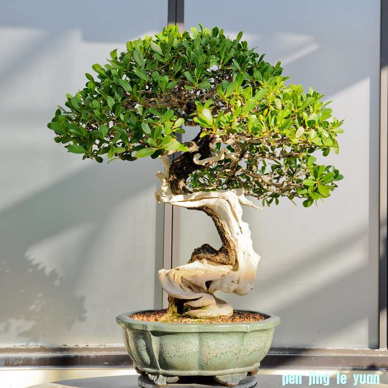 DSC0161-XL.jpg
