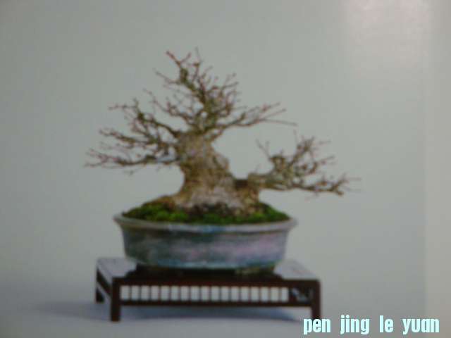 DSC09525.JPG