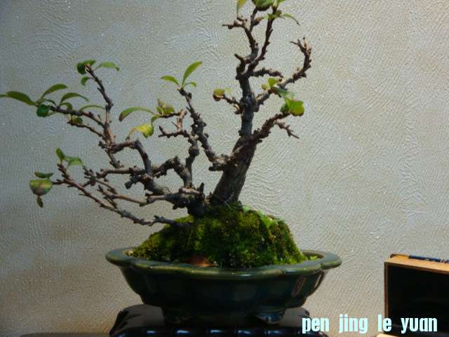 DSC00755.JPG