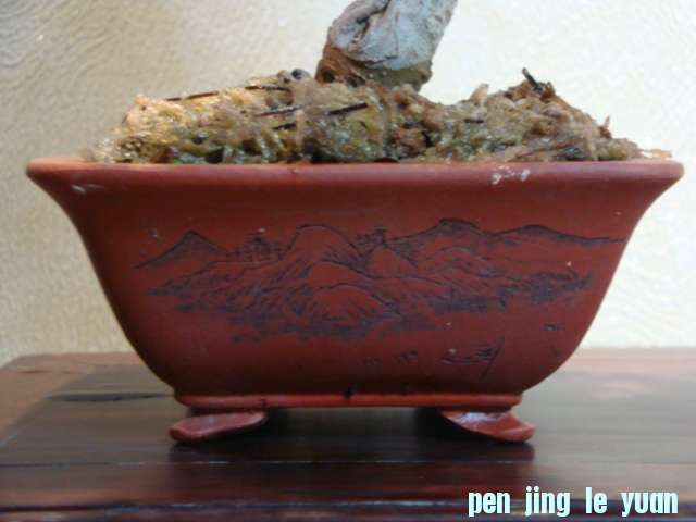 DSC00785.JPG