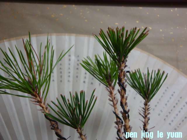 DSC00811.JPG