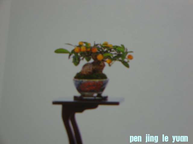 DSC09539.JPG