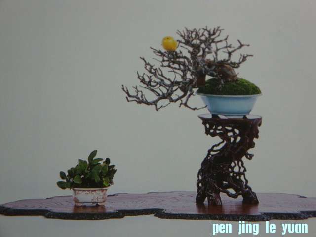 DSC09540.JPG