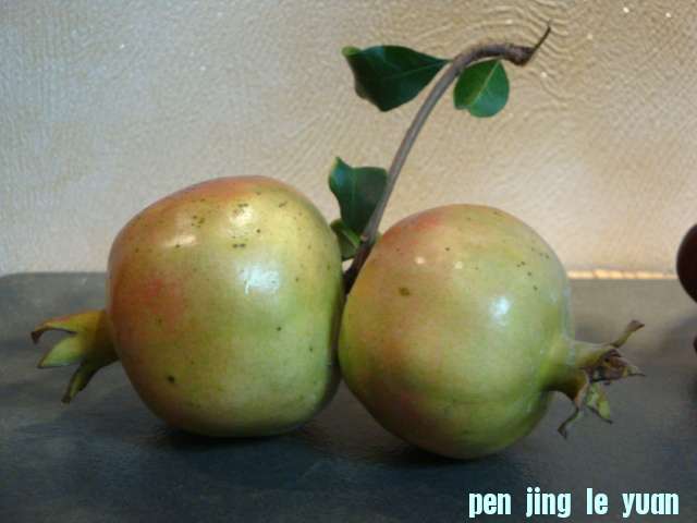 DSC00799.JPG
