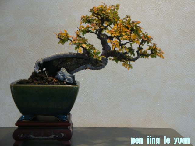 DSC00820.JPG