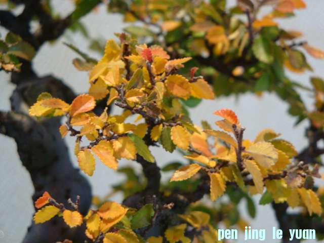 DSC00822.JPG