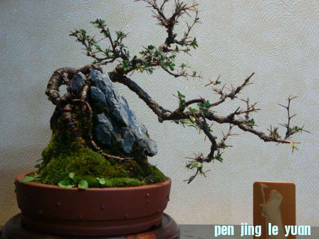 DSC00788.JPG