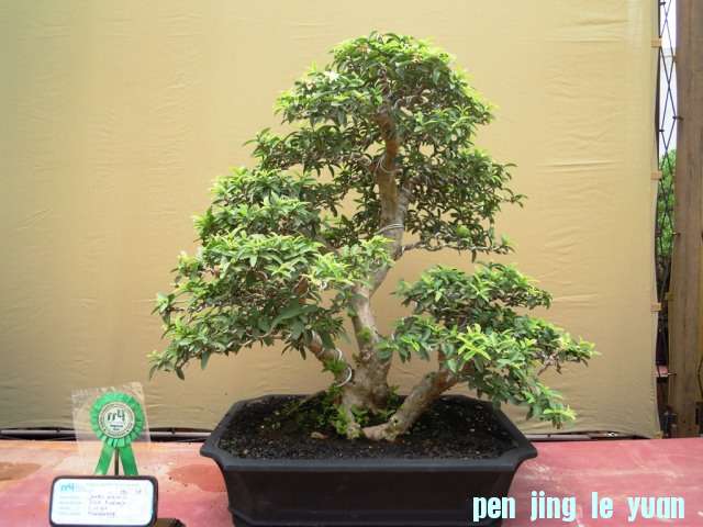 DSCN0334.jpg