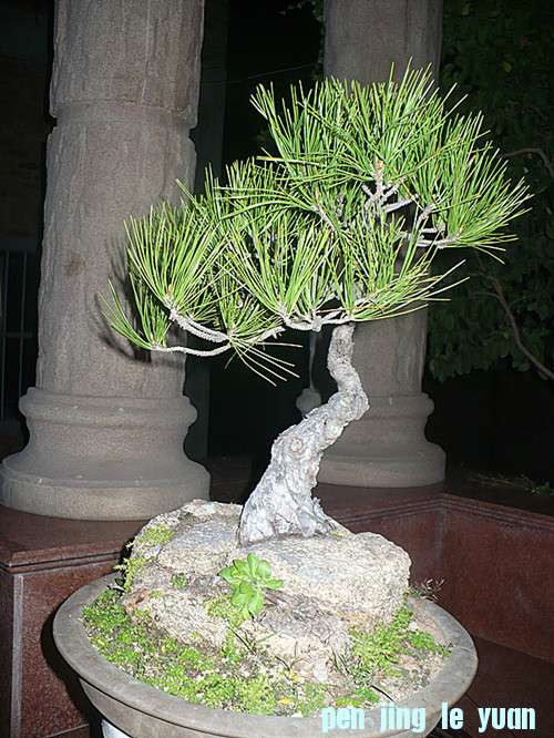 P1030906_.jpg