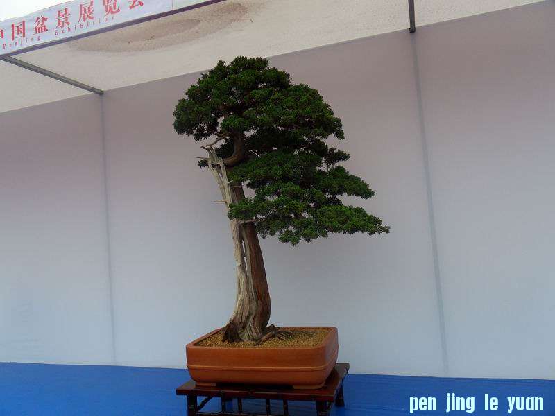 SDC19081.JPG