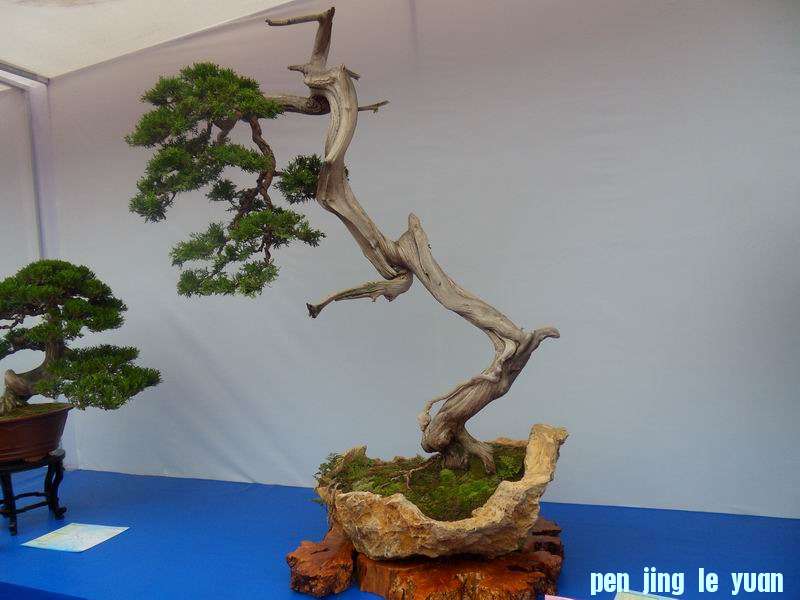 SDC19054.JPG