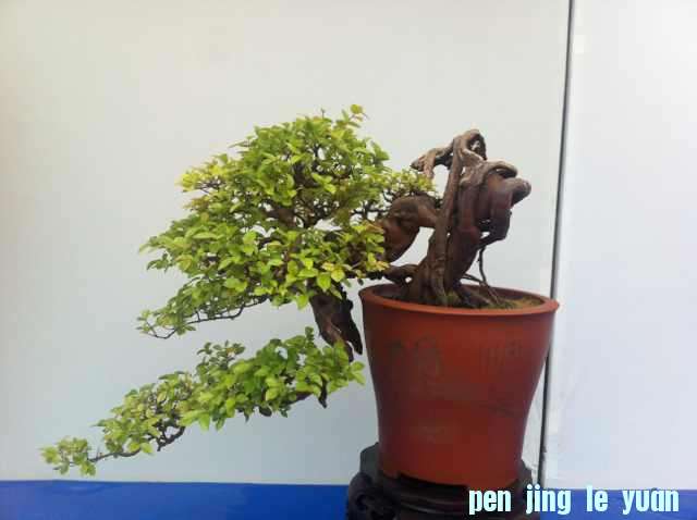 mmexport1350825013721.jpg