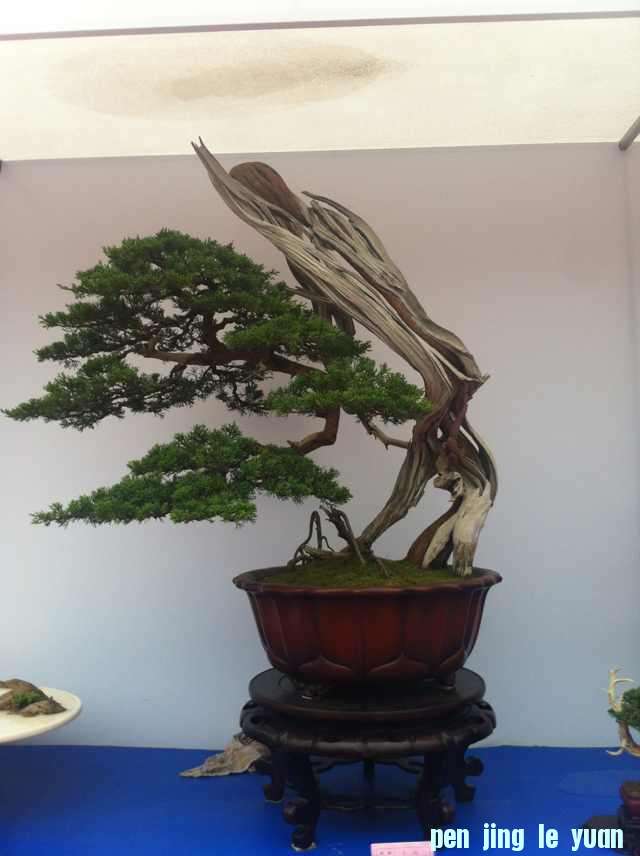 mmexport1350825210039.jpg